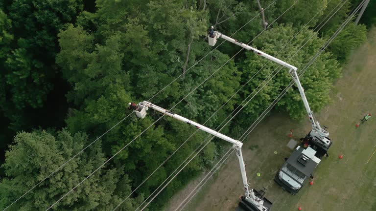 How Our Tree Care Process Works  in  Swisher, IA